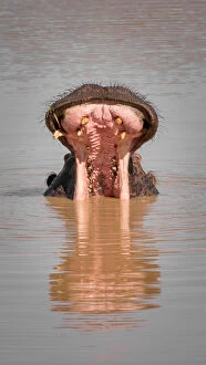 James Stone Nature Photography Collection: Hippo with mouth wide open in water with reflection