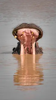 Hippo with mouth wide open in water with reflection