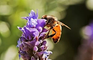 Images Dated 17th September 2010: Honey bee on flower