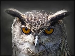 Images Dated 3rd July 2013: Horned Owl