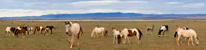 Julie Fletcher Prints: Horses grazing in paddock