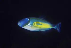 Emotion Prints: horseshoe leatherjacket meuschenia hippocrepis kangaroo island, sa, australia
