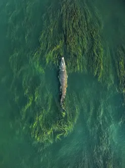 Huge saltwater crocodile swimming through reeds in the Ord River photographed from a drone point of view, Kununurra, The Kimberley, Western Australia, Australia