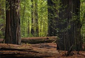 Images Dated 8th October 2015: The Humbolt Redwood forest state reserve California