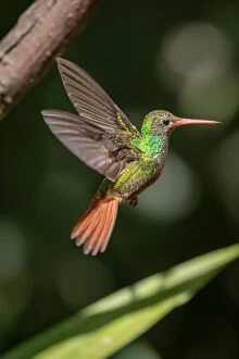 Images Dated 23rd July 2018: Hummingbird in flight, Mindo, Ecuador