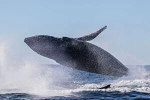 Whales Collection: Humpback Whale Breaching