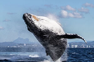 Whales Collection: Humpback Whale Breaching