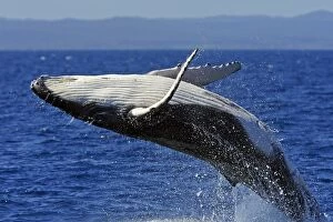 Whales Collection: Humpback whale breaching - close-up