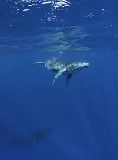 Whales Collection: Humpback Whale Calf