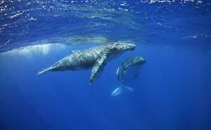 Alastair Pollock Collection: Humpback whale calf with mother