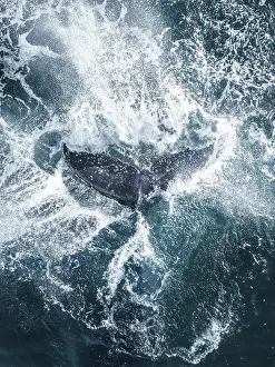 Humpback whale tail splashing on the surface of the Pacific Ocean