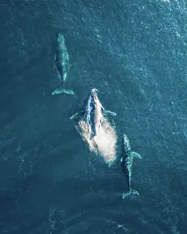 Prints of A top down drone shot of a beautiful and big Humpback Whale family migrating off the coast of south east Queensland Whale Prints: Three Humpback whales in Formation off the coast of Australia Drone Aerial