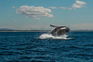 Whales Collection: Humpback whales in the sunshine
