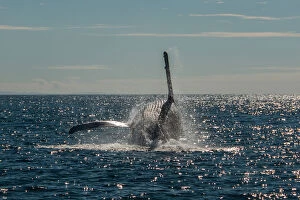 The Cetacean Family Collection: Humpback whales in the sunshine