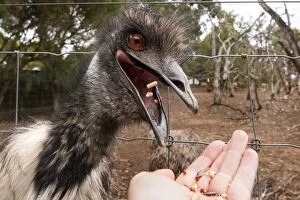 Images Dated 10th December 2013: Hungry Emu