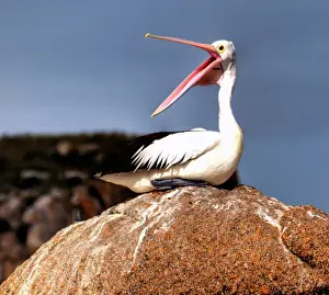 Photo Art Prints: Hungry Pelican