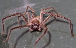 Australian Spiders Collection: Huntsman spider on a bin lid