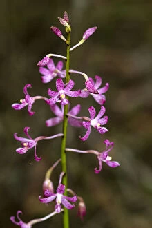 Beautiful Australian Wildflowers Collection: Hyacinth Orchid (Dipodium roseum)