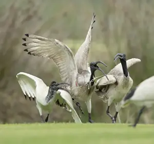 Lea Scaddan Prints: Ibis feeding dispute