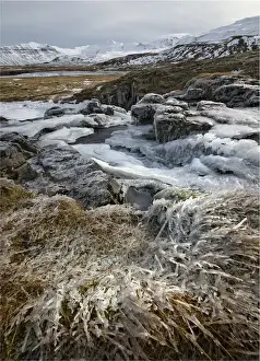 Icicle Prints: Iced in Stream