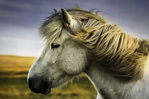 Images Dated 16th September 2013: Iceland horse