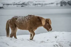 Horse Prints: Icelandic Horse