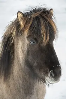 Icelandic horse