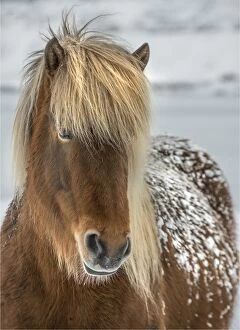 Images Dated 6th March 2014: Icelandic horse