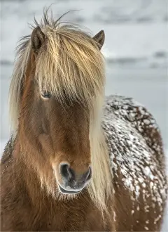 Horse Prints: Icelandic horse