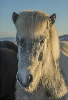 Extreme Weather Prints: Icelandic horse at Hvanneyri, Iceland