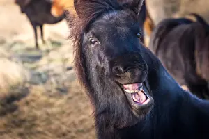 Icelandic horse smiles