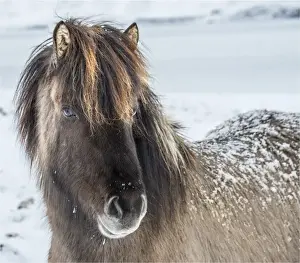 Icelandic horse in Winter