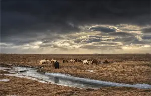 Images Dated 3rd March 2014: Icelandic horses