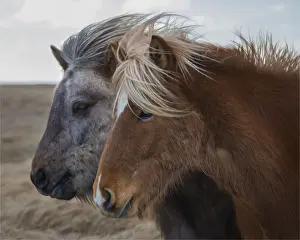 Horse Prints: Icelandic horses