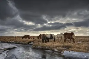 Horse Prints: Icelandic Horses
