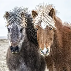 Icelandic horses in winter