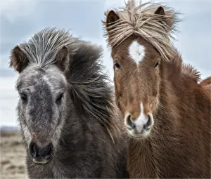 Horse Prints: Icelandic horses in winter