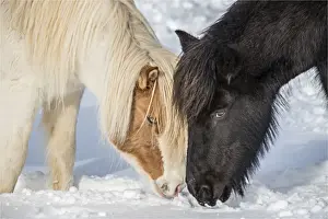 Horse Prints: Icelandic horses in winter