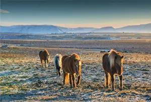 Images Dated 10th February 2016: Icelandic ponies at Hvanneyri, west Iceland
