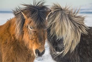 Images Dated 8th February 2016: Icelandic ponies running free at Budardalur, northwest Iceland