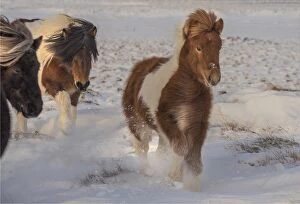 Images Dated 8th February 2016: Icelandic ponies running free at Budardalur, northwest Iceland