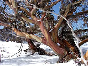 Tree Prints: Iconic image of snow gum
