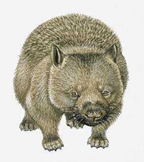Wombat Collection: Illustration of Common Wombat (Vombatus ursinus)