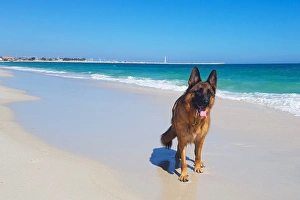 an image of a german shepherd dog enjoying the beach in beautiful Perth Western