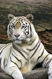 Powerful Prints: Indian Tiger, (Panthera tigris tigris)