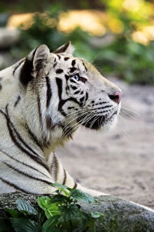 Naturfotografie & Sohns Wildlife Photography Collection: Indian Tiger, (Panthera tigris tigris)