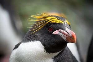Images Dated 21st January 2014: An inquisitive Macaroni Penguin