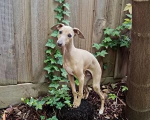 Dogs Collection: Italian greyhound puppy dog sitting on a treestump