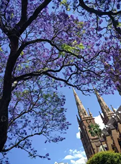 Jacanda ftrees flowering outside Sydneys neo Gothic, sandstone Catholic cathedral