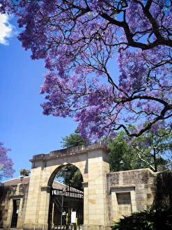 Stunning Jacaranda Trees Collection: Jacanda trees in flower outside a sandstone wall and Victorian entrance gateway
